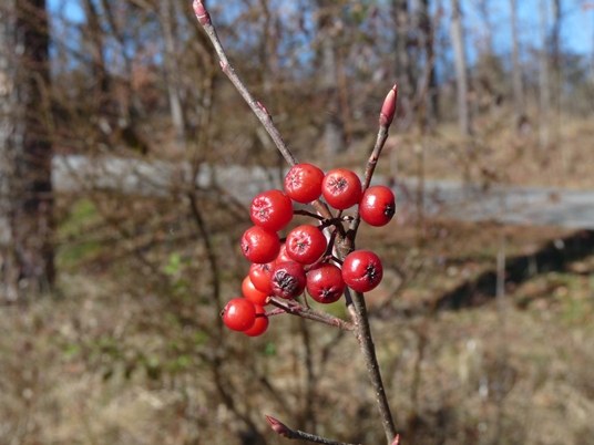 {Aronia arbutifolia}